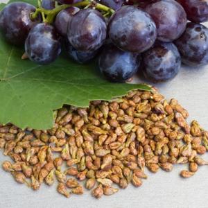 VIŠESTRUKO ŠTITE ĆELIJE OD SLOBODNIH RADIKALA: Semenke grožđa će vam poboljšati celokupno zdravlje!