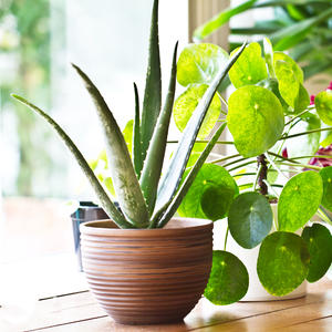 PRIVLAČE OBILJE, LJUBAV, PLODNOST: Feng šui ― najsrećnije biljke za vaš dom