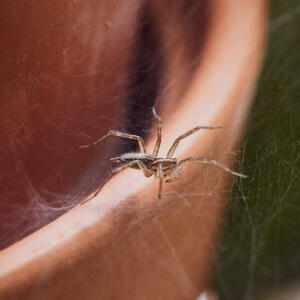 Kako isterati paukove iz kuće? 6 najjeftinijih načina da se rešite ovih napasti bez hemikalija