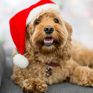 Poklon za ljubimce: Obradujte i svog psa za Novu godinu – igračka koja mu ČISTI ZUBE!