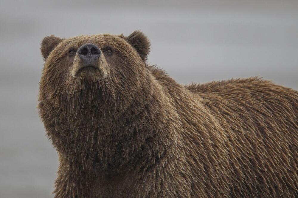 Grizli je podvrsta mrkog medveda koji uglavnom živi na zapadnim visoravnima Severne Amerike, gde se dogodi 11 od ukupno 40 napada medveda godišnje u svetu