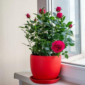 Potrebni su vam – 1 KROMPIR & reznica cveta: Trik za uzgajanje RUŽA U SAKSIJI koji morate da probate ovog proleća