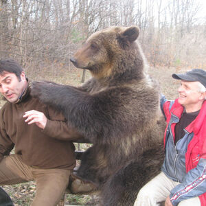 Sasvim prirodno: Srbi medvedima ne veruju