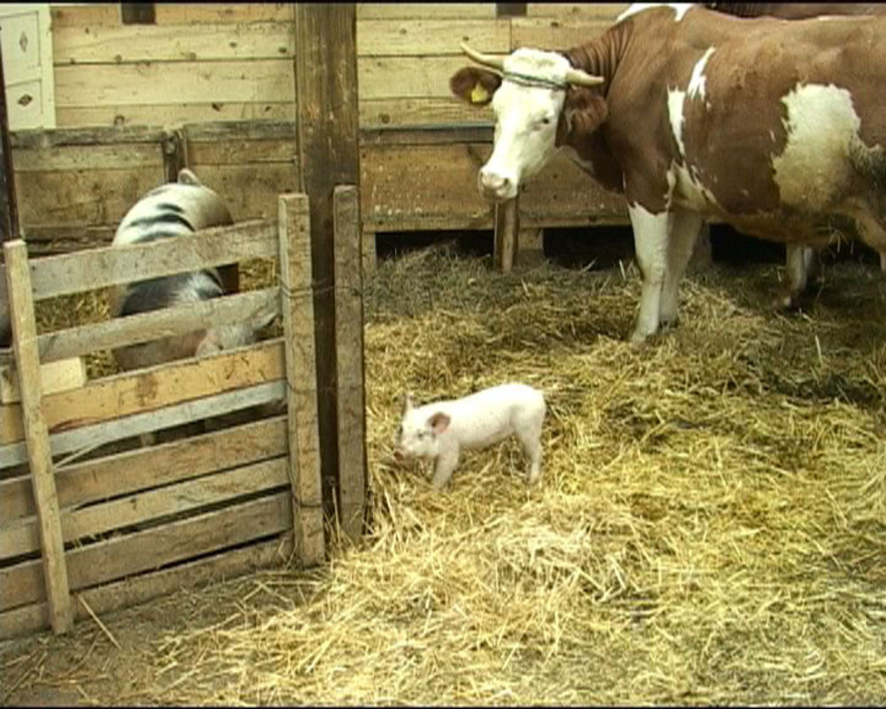 Mali Gicko je odlukom većine farmera prebačen u svinjac, zbog toga što je pravio nered po kući. Jedino se Sale usprotivio, dodavši da su ukućani sada pokazali koliko im je stvarno stalo do životinja.