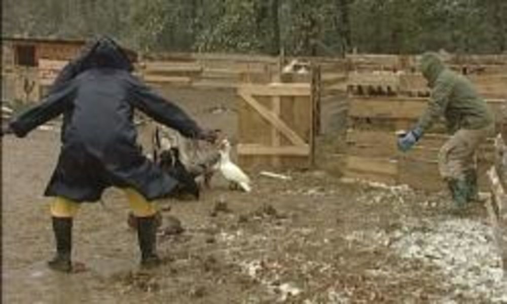 Na gazdinstvu u okolini Beograda farmeri su dobili pisma od svojih porodica koja su ih veoma potresla, pa su neki i zaplakali