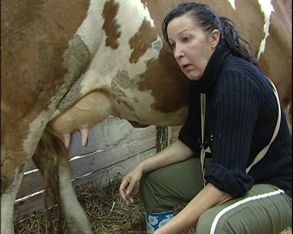 Farmeri na televiziji Pink  naučili su brojne poslove, a žene su dobile zaduženja da muzu kravu i prave sir. Cakani najbolje ide ovaj zadatak, pa se čak i naljutila na ostale farmere zato što joj ne pomažu.