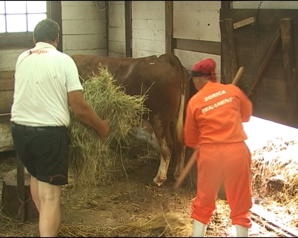 Povratak starih farmera uneo je veliku nervozu, a posle tri meseca izolacije takmičari podležu pritisku i počinju da se ponašaju čudno – Miloš plače, a Firči pakuje kofere rešen da napusti imanje u Lisoviću