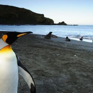 Jedan heroj protiv stotina drugih – Kralj pingvina 3D u bioskopima od 3. januara