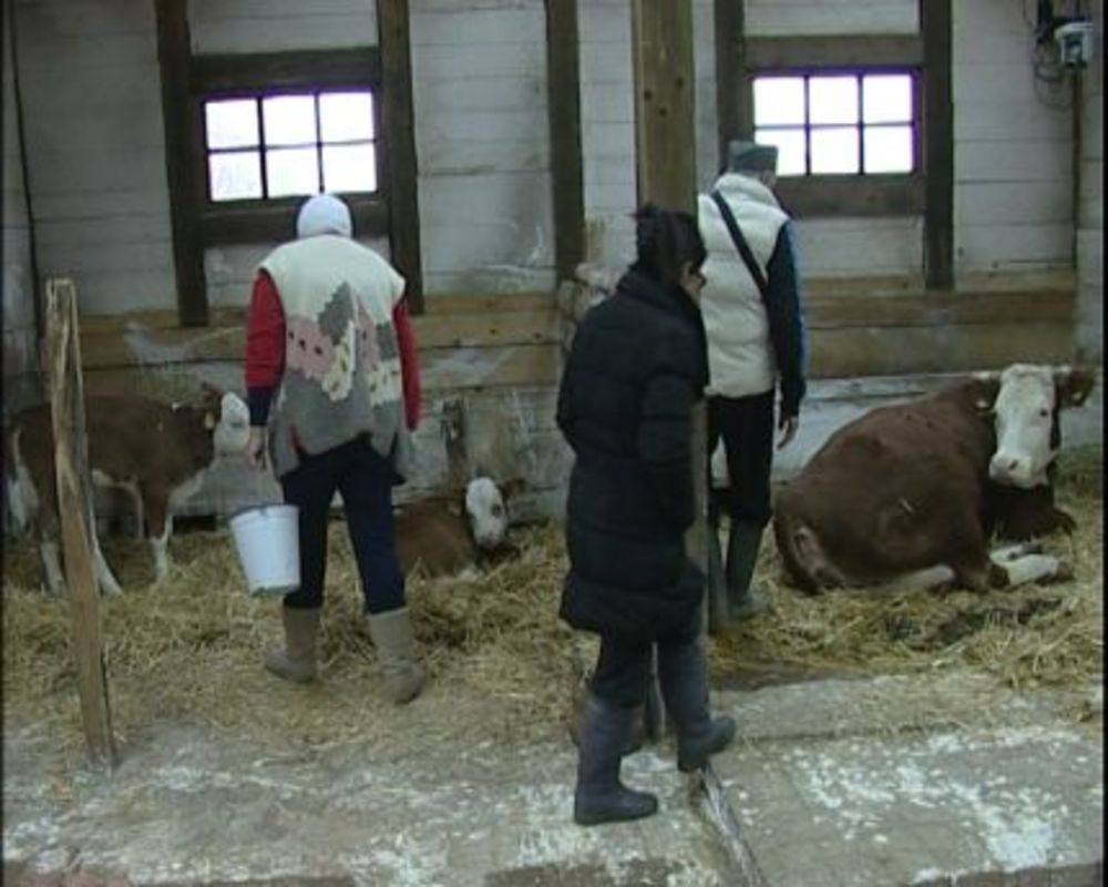 Pre nego što je Tijana izbačena iz rijalitija, na Farmi je vladala velika nervoza. Neki su se pokajali što su ušli, drugi su se međusobno ogovarali, a  neki su se odlično snašli i počeli da komanduju iz senke.