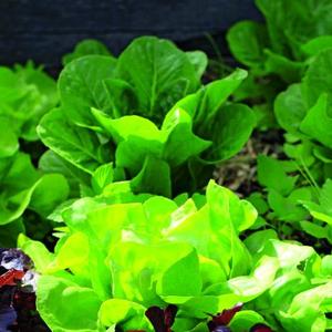 Zdrava i ukusna zelena salata