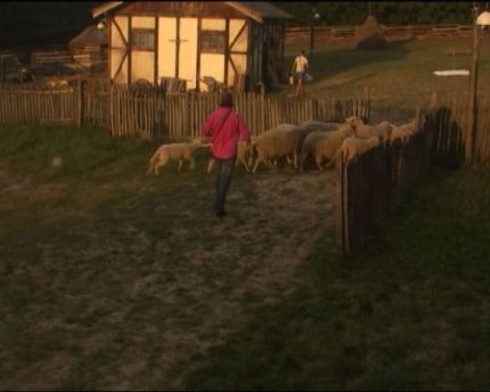 Pošto je ustao, Miki je pronašao prase spremno za pečenje ispred gazdine kuće. Uneo ga je u kuhinju na oduševljenje farmera. Posle tradicionalnog kucanja uskršnjim jajima, u kome je Sha, izgleda, najviše uživao, farmeri su prionuli na pripremu praseta za pečen