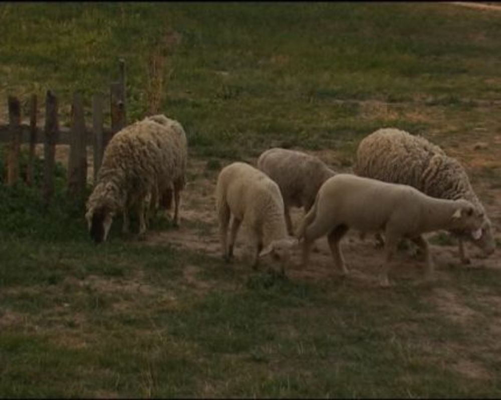 Pošto je ustao, Miki je pronašao prase spremno za pečenje ispred gazdine kuće. Uneo ga je u kuhinju na oduševljenje farmera. Posle tradicionalnog kucanja uskršnjim jajima, u kome je Sha, izgleda, najviše uživao, farmeri su prionuli na pripremu praseta za pečen