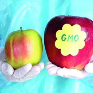 Šta je genetski modifikovana hrana?