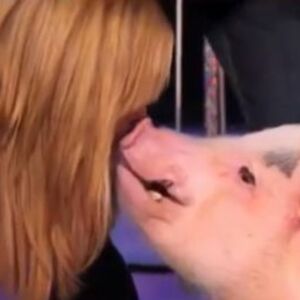 Zašto Hajdi Klum ljubi svinju? (VIDEO)