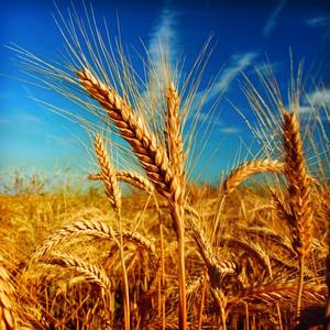 Pšenica – žitarica koja je prehranila čovečanstvo