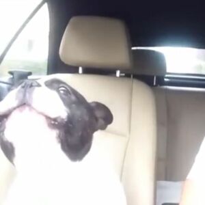 Suze će vam poći: Pas peva "Diamonds" od Rijane i uživa u putu (VIDEO)
