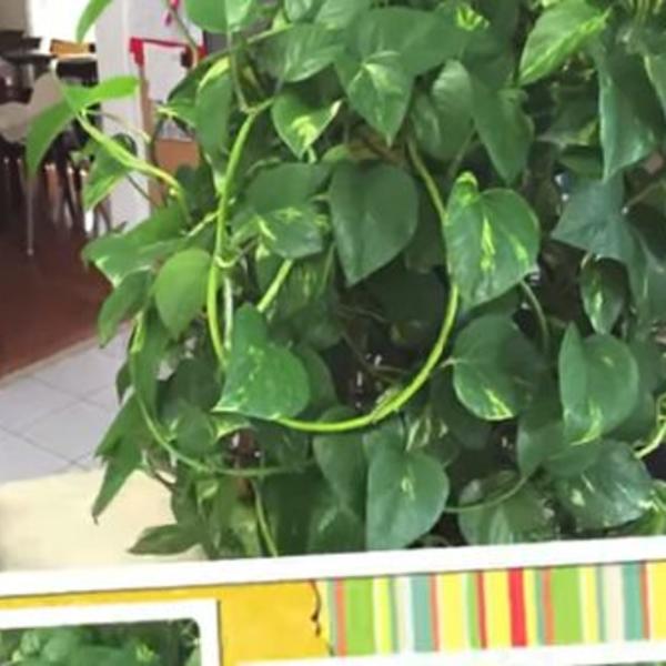 Magična biljka koja će vas obogatiti: Evo kako da je uzgajate (VIDEO)