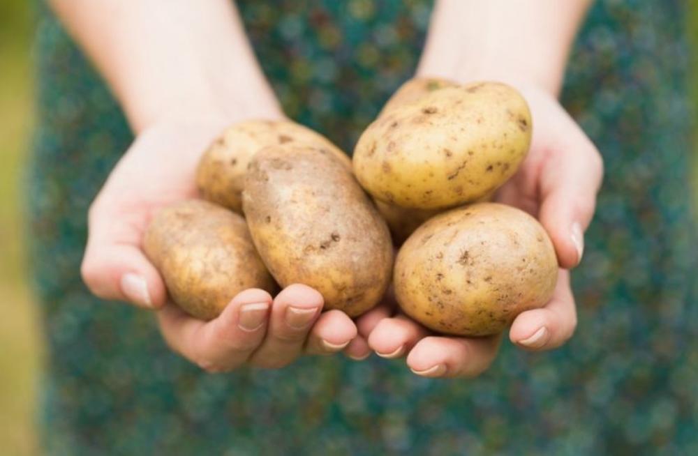 kako da sačuvate oljušten krompir?