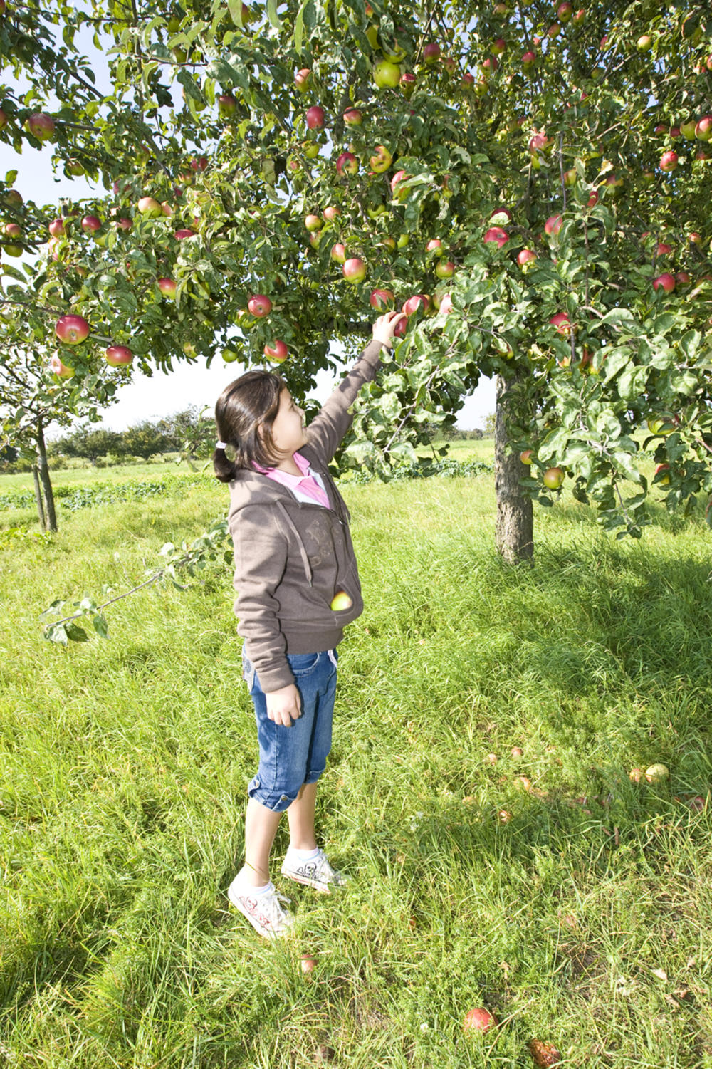 <p>Iako se svrstava u u najzdravije plodove prirode, seme jabuke sadrži veoma otrovan sastojak, koji su nacisti koristili u gasnim komorama...</p>
