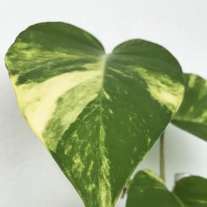 Donose sreću, novac i ljubav u vaš dom: Samo ove 3 biljke treba da negujete u svom domu