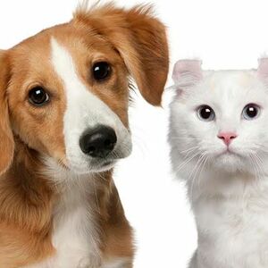 Lakše češljanje ljubimaca: Rešenje za zamršenu dlaku pasa i mačaka zove se True Touch!