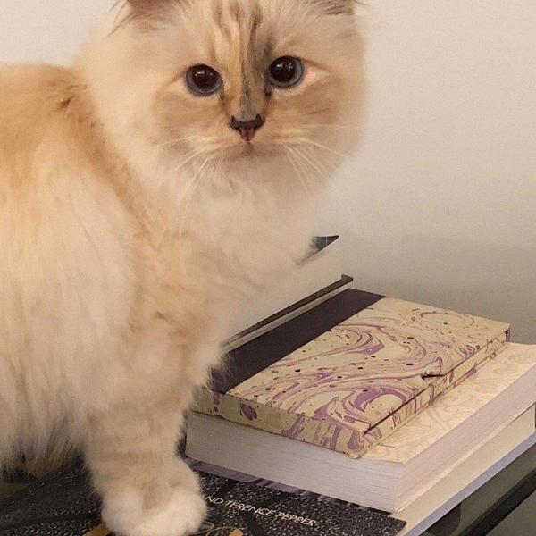 ŠUPET POSTAJE MODNA KREATORKA: Uskoro stiže prva kolekcija mačke Karla Lagerfelda (FOTO)