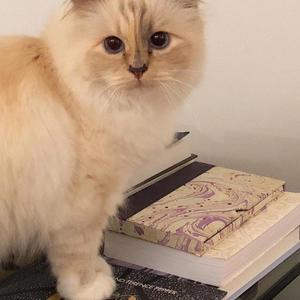 ŠUPET POSTAJE MODNA KREATORKA: Uskoro stiže prva kolekcija mačke Karla Lagerfelda (FOTO)