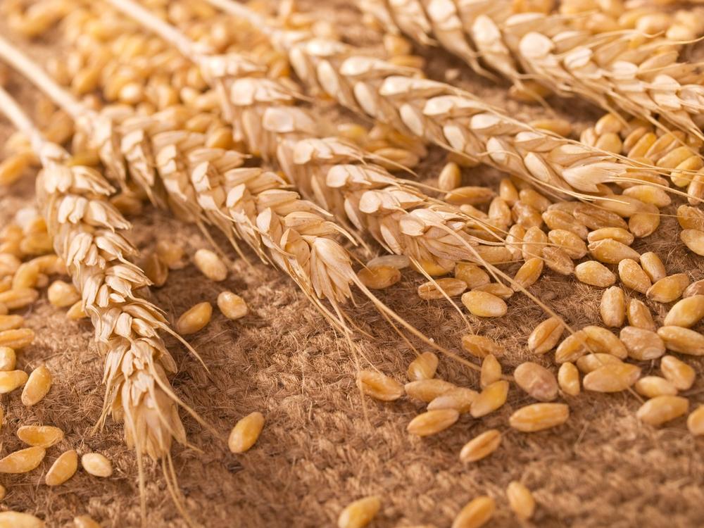 pšenica, badnjak, badnji dan