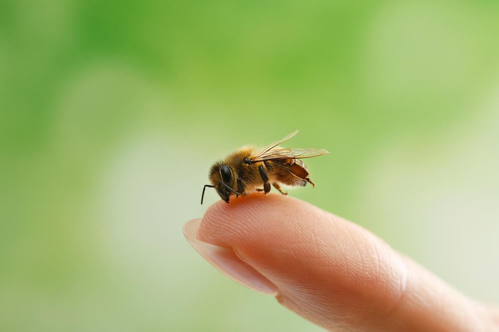 pčela, ujed pčele