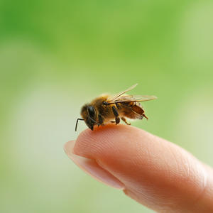 AKO VAS UJEDE PČELA, EVO KAKO TREBA DA POSTUPITE: Jednu stvar NIKAKO ne smete da uradite!