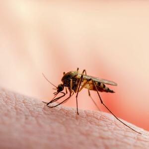 FENOMENALNO ALTERNATIVNO REŠENJE: Trik protiv komaraca koji obožavaju MILIONI