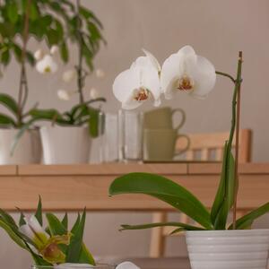 Privucite ljubav, plodnost i sreću: Najbolje i predivne feng šui biljke za vaš dom