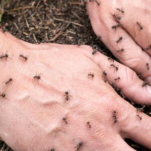 Obratite pažnju kada nagazite na mravinjak! Može se desiti da ujed mrava izazove neželjene efekte