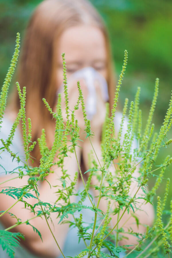 Kako prepoznati i eliminisati ambroziju? Očistite svoje dvorište pre nego što postane problem