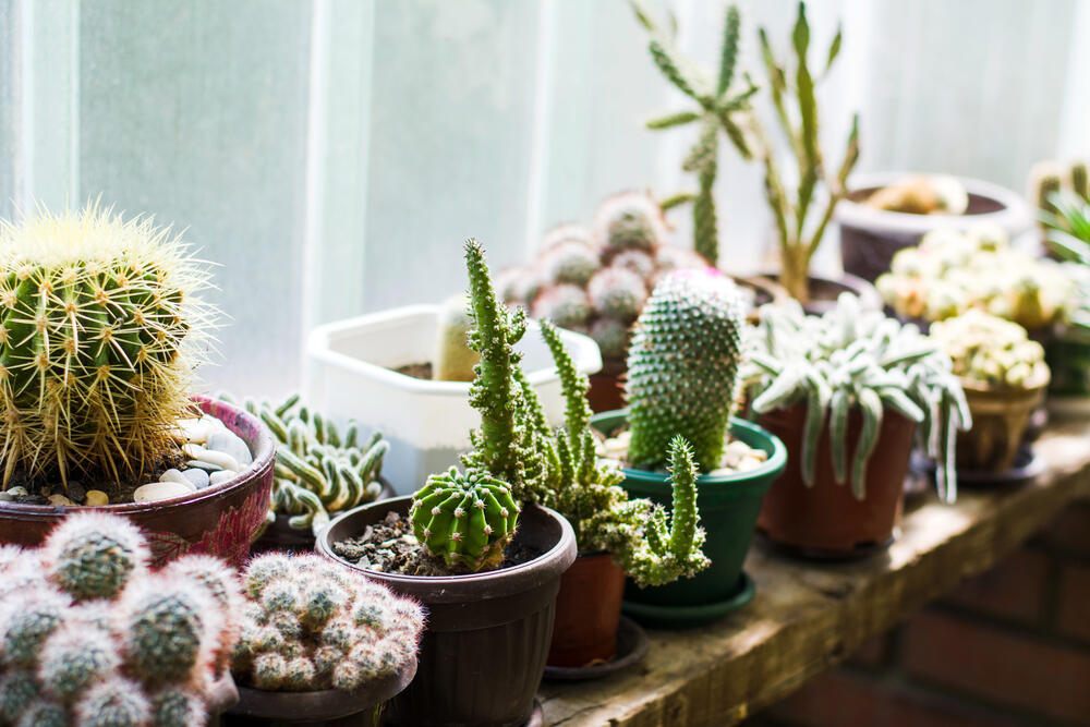 Kaktus, sobne biljke, Kućne biljke