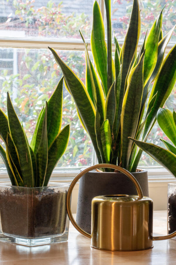 5 znakova da je biljka prerasla saksiju i da je vreme za presađivanje: Ako ne požurite, brzo će uvenuti