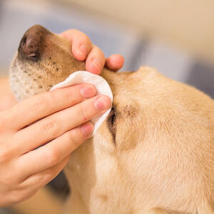 Izbegnite konjuktivitis i opasne infekcije očiju: 2 načina da bezbolno uklonite "krmelje" kod pasa