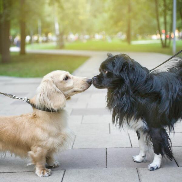 Ovo mora da znate ako imate odraslog psa: Obratite pažnju na 3 stvari kada upoznajete vašeg ljubimca sa drugim kučićima