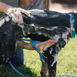 Kako pravilno TUŠIRATI pse: Specijalno crevo za kupanje ljubimaca SA PRSKALICOM na „klik“!