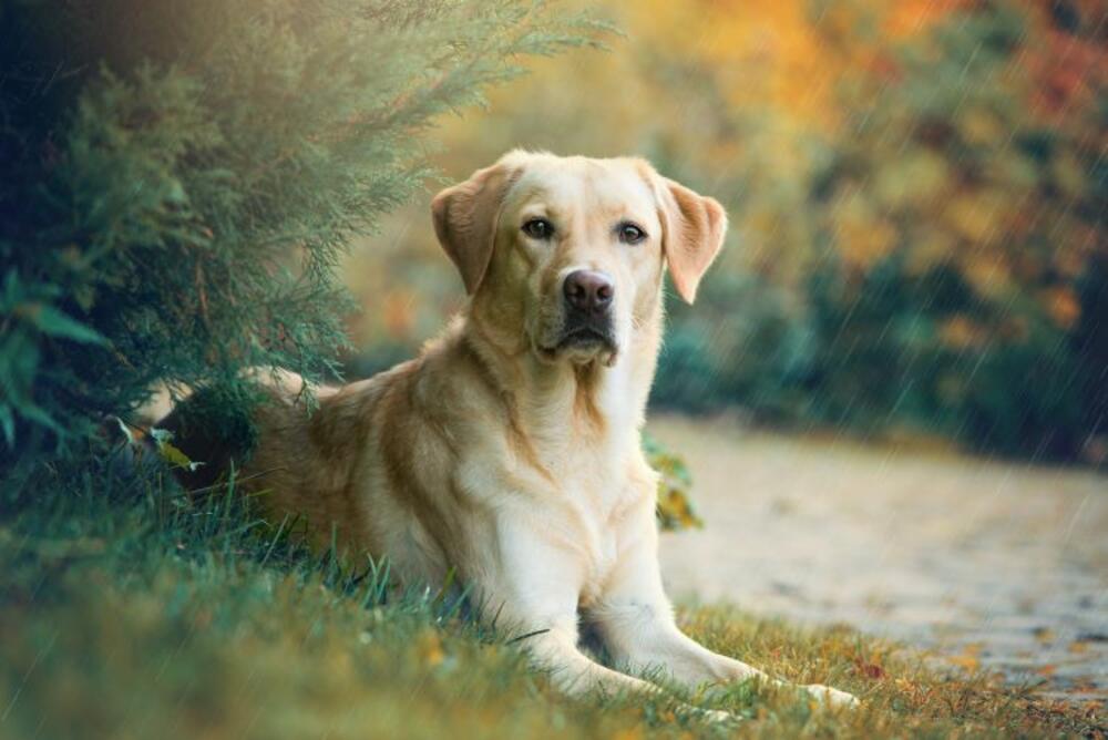 Labrador, Kuče, Kućni ljubimac, Pas