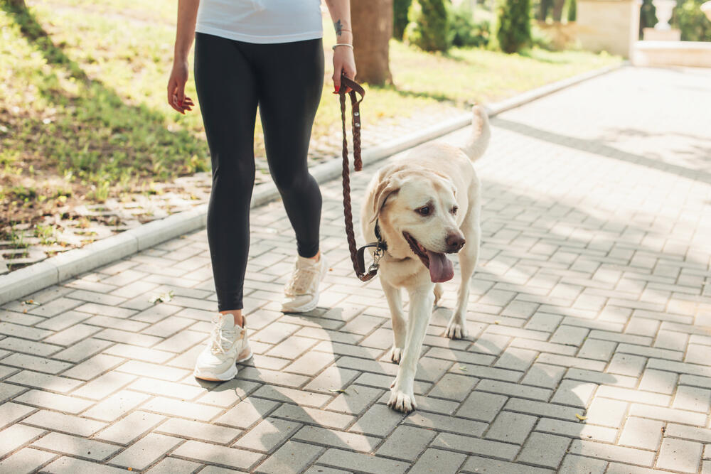 Šetnja može biti zamena za naporniju fizičku aktivnost, ako je alternativa da provedete svaki dan sedeći