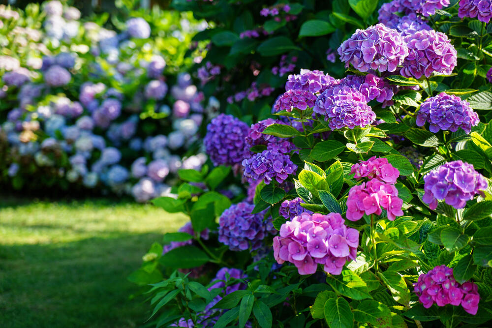 Raznobojne hortenzije u bašti