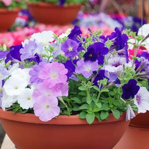 Ulepšajte svoj vrt LAKO I BRZO: 5 vrsta cveća koje će oplemeniti vaš prostor, a ne zahtevaju puno pažnje