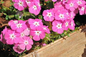 Prelivaće iz saksije do oktobra: Da bi vam VINKA bila najveći ponos dvorišta ili terase, ovo je sve što treba da znate