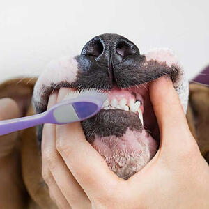 Oralna higijena ljubimaca: Evo korisnog saveta kako da očistite zube psima!