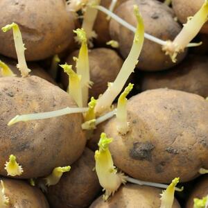 Kako sprečiti klijanje krompira? 5 saveta uz koje će vaše omiljeno povrće trajati duže i biti zdravije