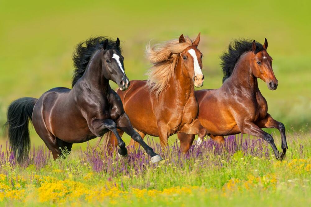 Konj, Konji
