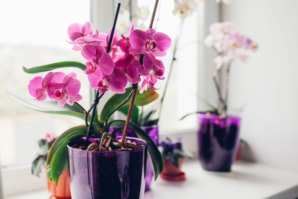 Prema feng šuiju, postoje biljke koje privlače ljubav, a orhideja je jedna od njih.