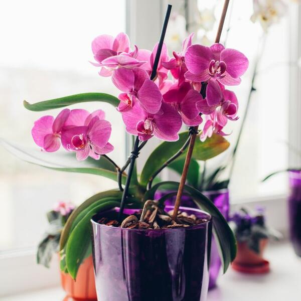Stavite ih u OVAJ deo stana i procvetaće(te): 5 biljaka koje će privući LJUBAV i SREĆU u vaš život