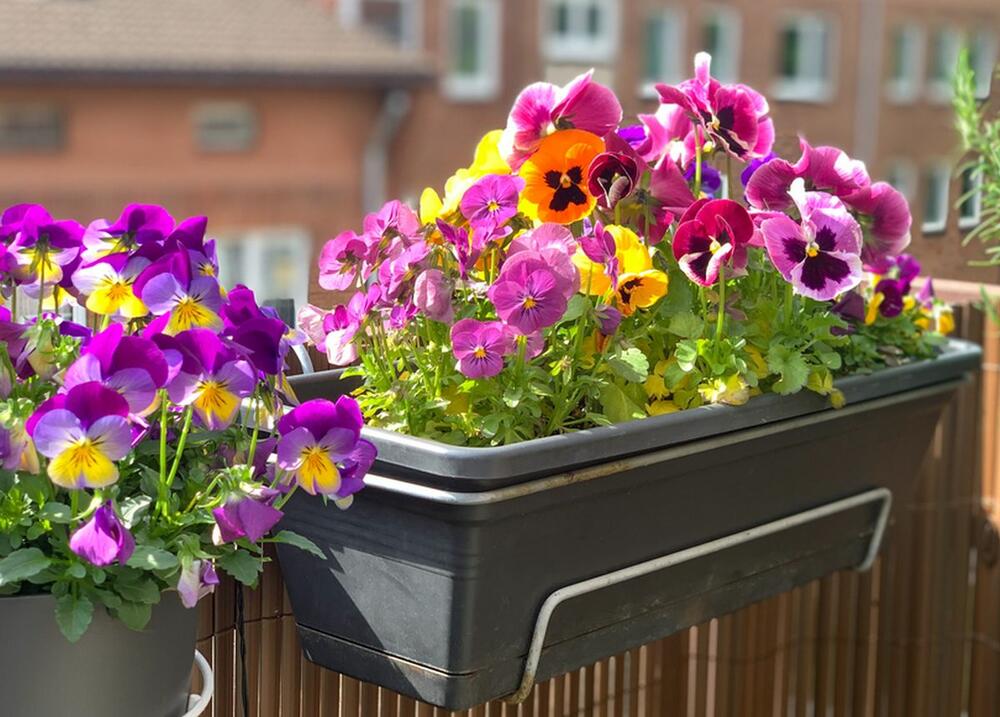 Kad se sadi dan-noć i zašto je to najomiljenije zimsko cveće?